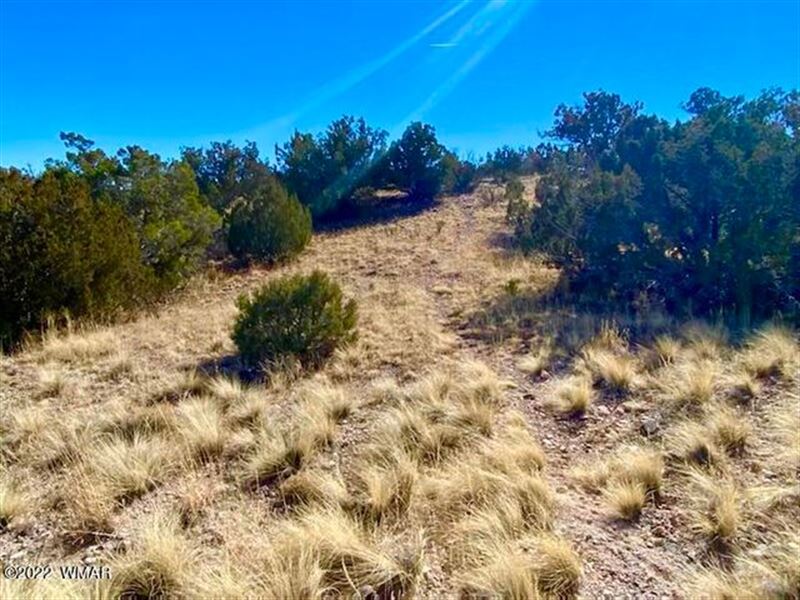 Live Outside The City : Concho : Apache County : Arizona