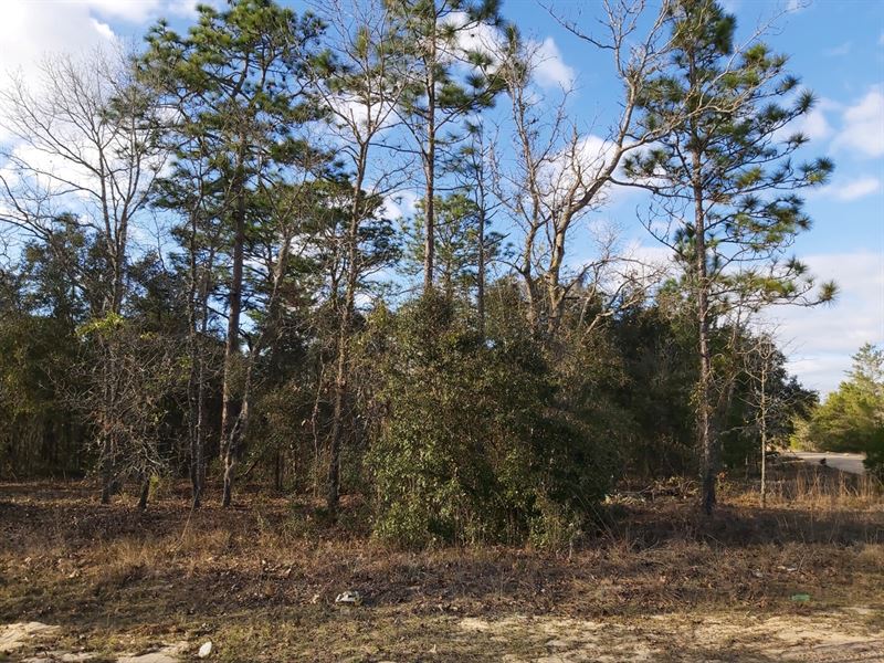 The Perfect Corner Lot for $120/Mo : Interlachen : Putnam County : Florida