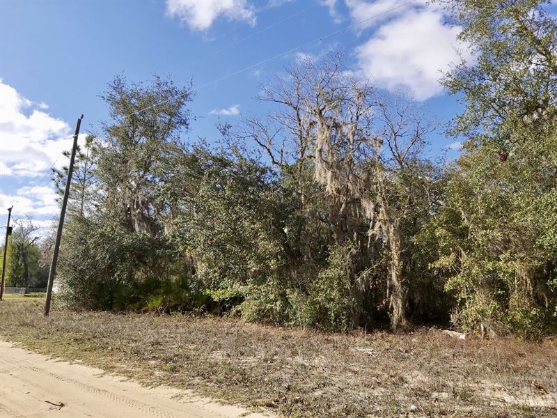 Retreat Near Violet Lake, $124/Mo : Interlachen : Putnam County : Florida