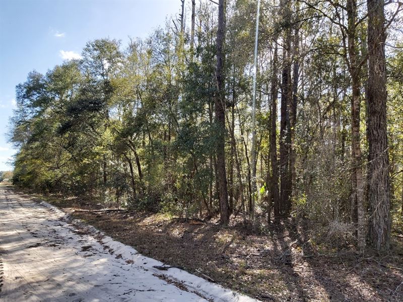 Nice Building Lot for $114/Mo : Interlachen : Putnam County : Florida