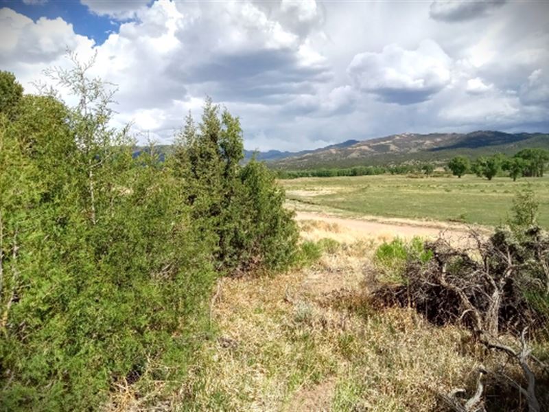 Cul-De-Sac with Trees : Fort Garland : Costilla County : Colorado