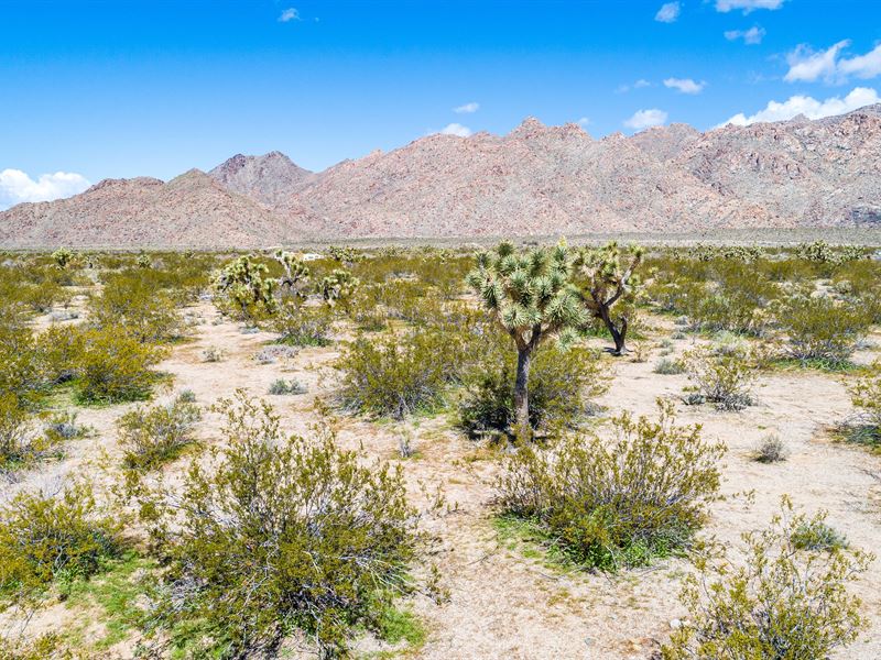 Be Close To Joshua Tree Forest : Yucca : Mohave County : Arizona