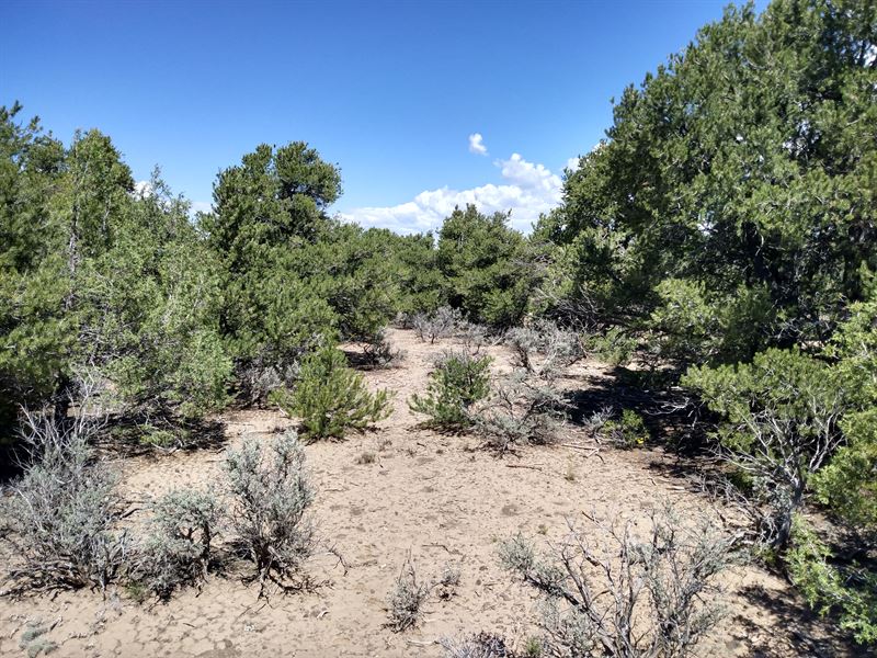 Awesome Lot with Beautiful Views : San Luis : Costilla County : Colorado