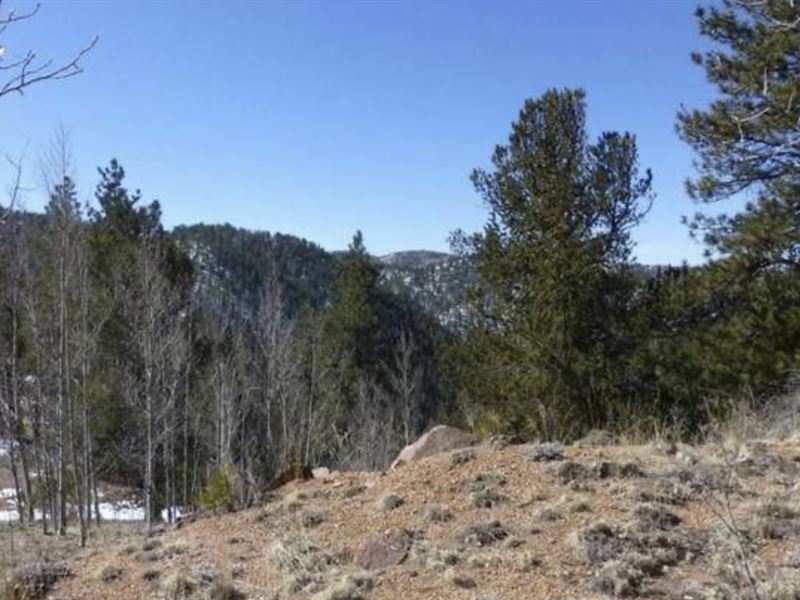 1.11 Acres of Great Colorado Land : Divide : Teller County : Colorado