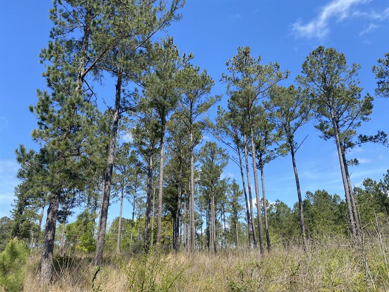 Mini Farm, Perfect for Homesite : Edison : Calhoun County : Georgia