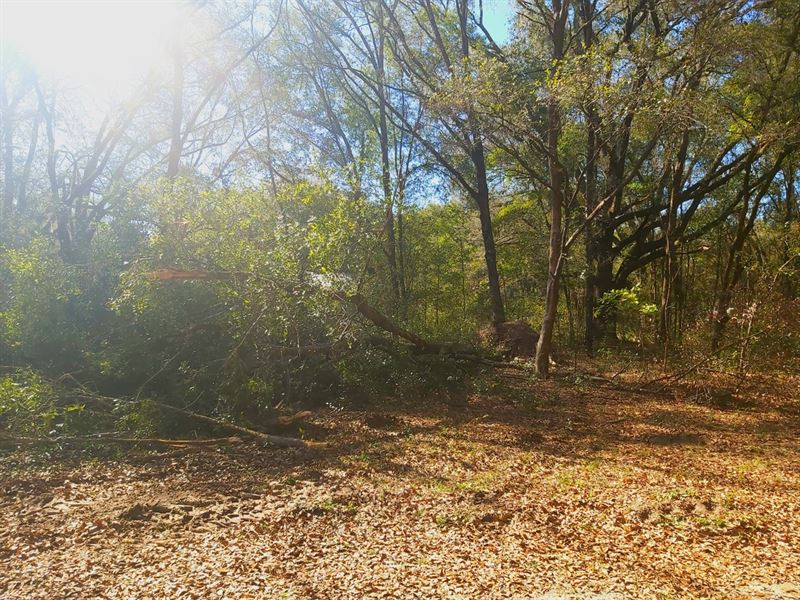 Lot Close to Lake Grandin, $131/Mo : Interlachen : Putnam County : Florida