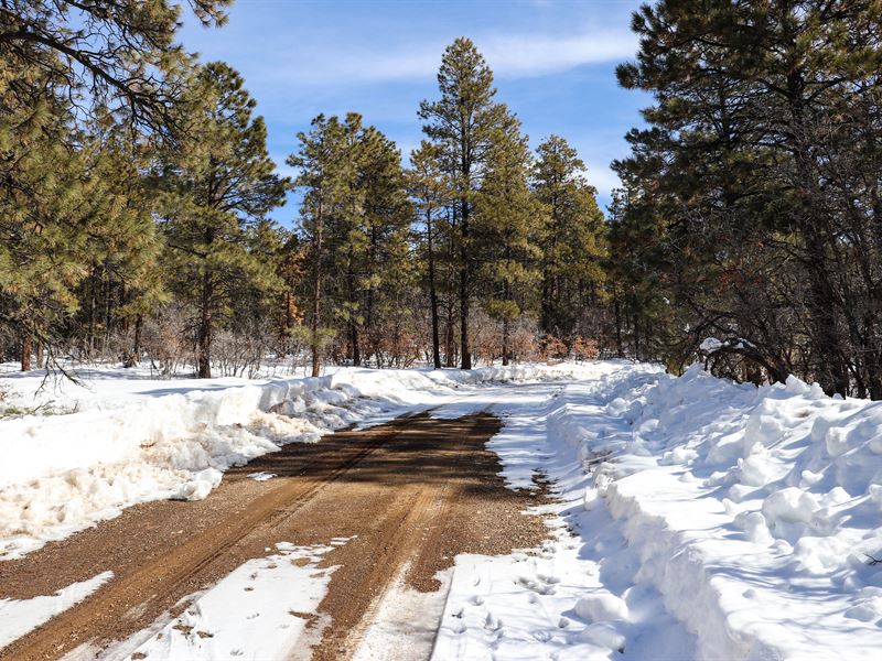 Spectacular 1.31 Acre Property : Pagosa Springs : Archuleta County : Colorado