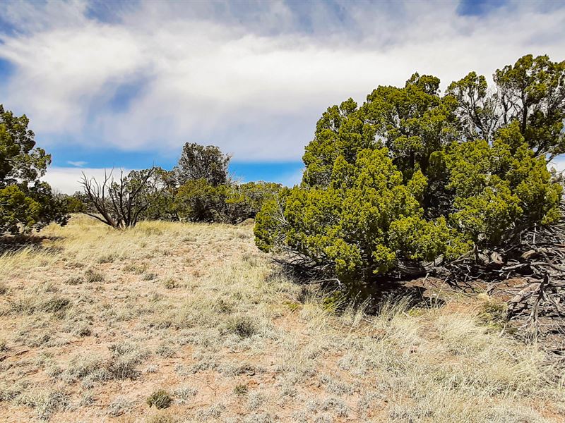 Come and Get it : Sanders : Apache County : Arizona