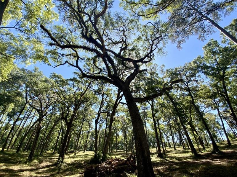 Admiral Trail 7 Acre Homesite : Madison : Madison County : Florida