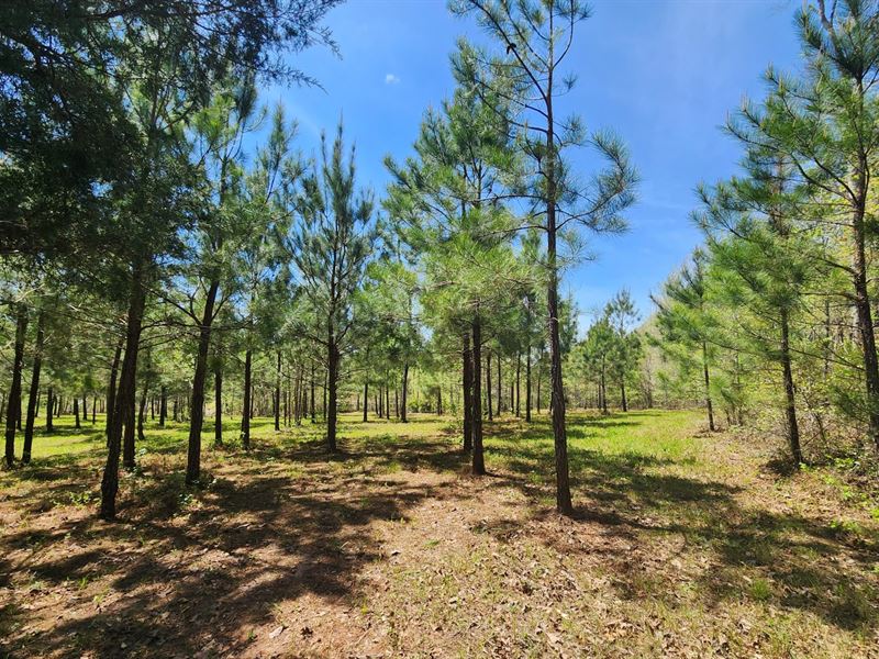 4 Ac Mini Farm in Dadeville : Dadeville : Tallapoosa County : Alabama