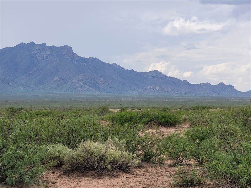 Roam on 0.50 Acres, $50/Mo : Deming : Luna County : New Mexico