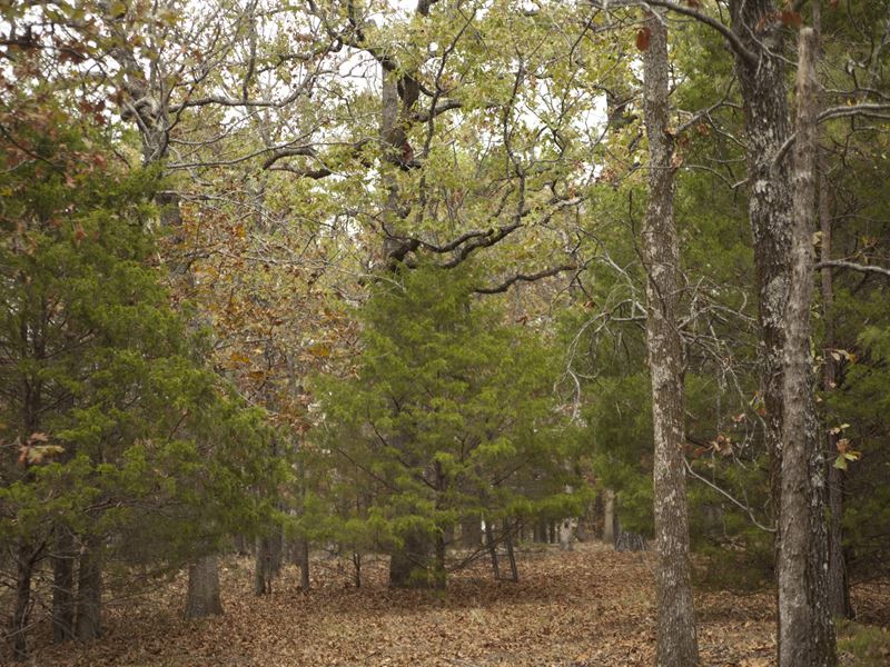 Fully Treed Land to Live or Hunt : Talihina : Latimer County : Oklahoma