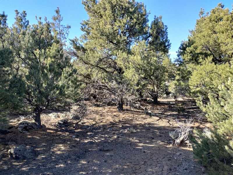 Wild Horses, Beautiful Views : San Luis : Costilla County : Colorado