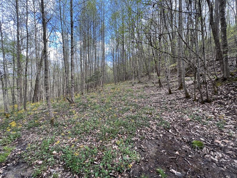 Mtn, House Sites, Trails, Wetlands : Coeburn : Wise County : Virginia