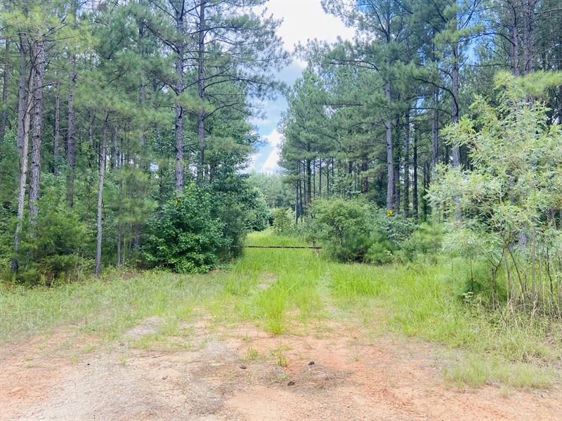 Fagan Pines : Lexington : Oglethorpe County : Georgia