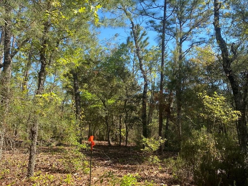 Beautiful Land for Homesteading : Jacksonville : Putnam County : Florida