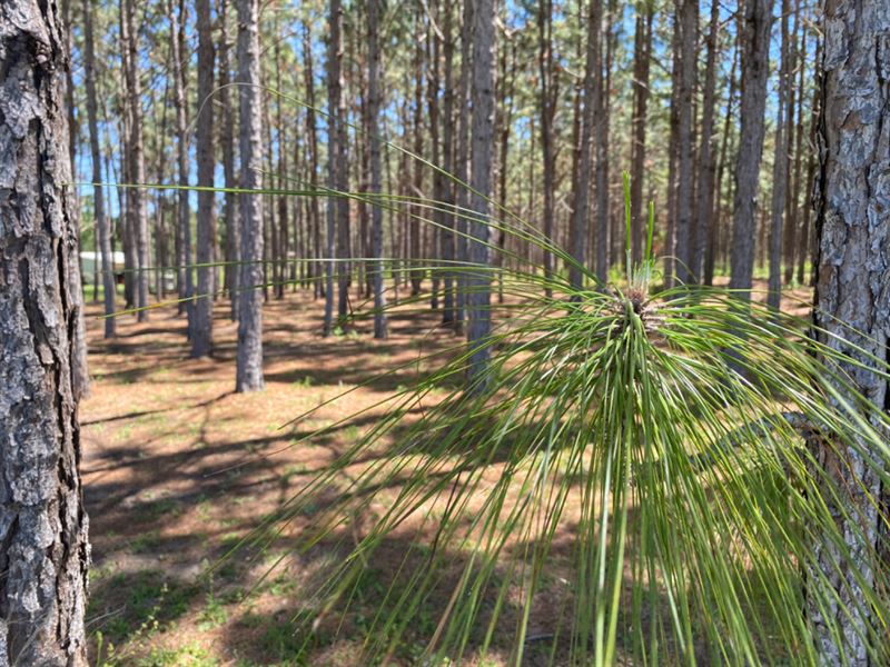Longleaf Pine Homesite : Brookhaven : Lincoln County : Mississippi