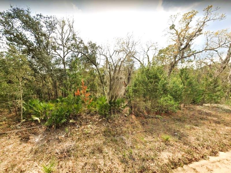 Secluded, No Wetland or Floodplain : Interlachen : Putnam County : Florida