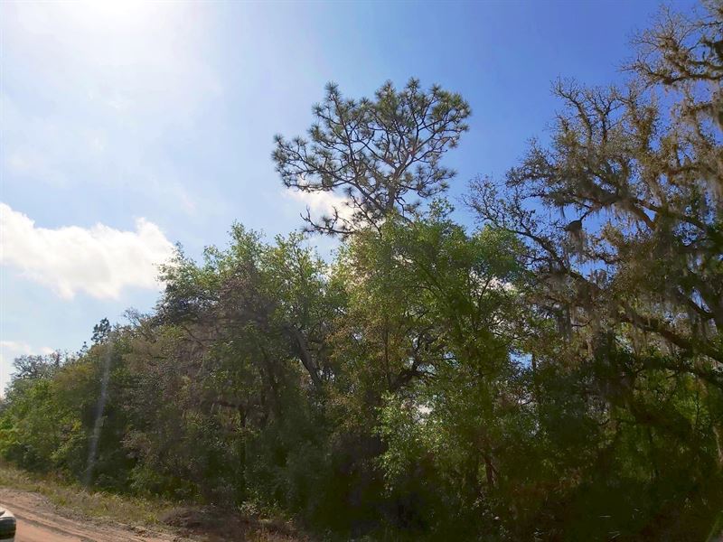 Very Nice Lot at Pond, $138/Month : Interlachen : Putnam County : Florida