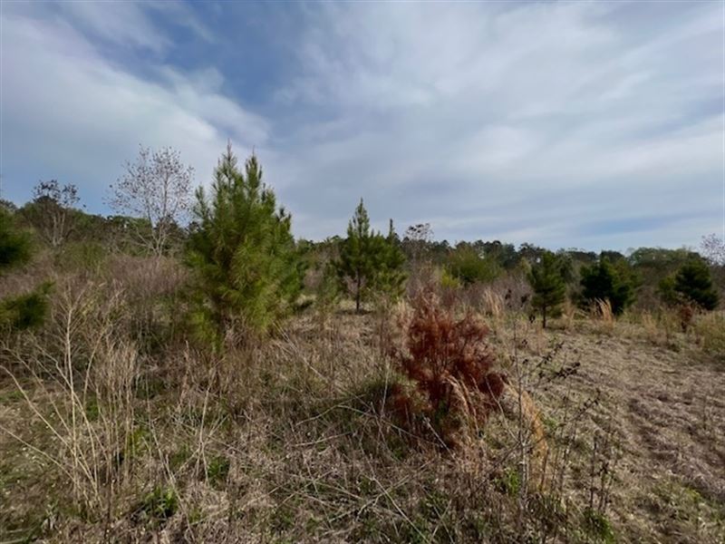 7.68 Acres/ Ryner Road / Hattiesbur : Hattiesburg : Forrest County : Mississippi