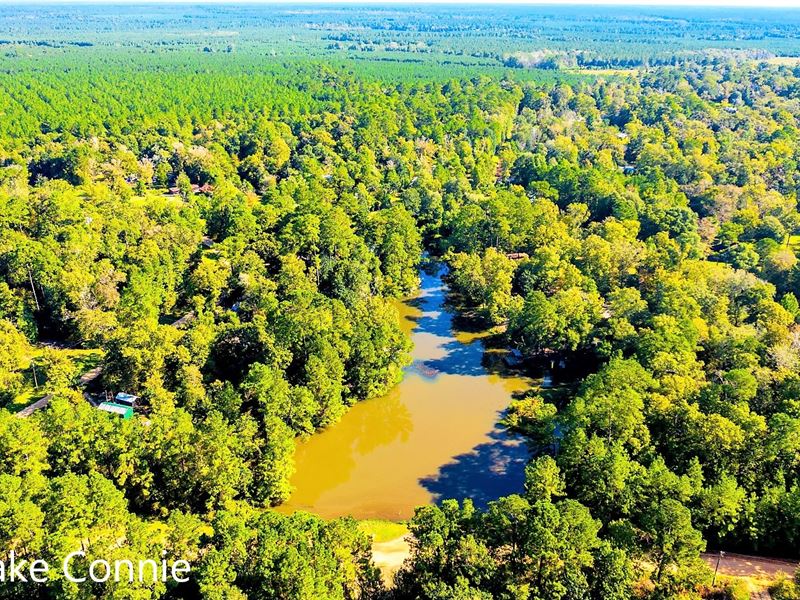.75 Acre Unrestricted Wooded Lot : Livingston : Polk County : Texas