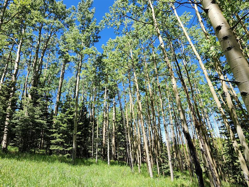 Backs To Government Land : Cripple Creek : Teller County : Colorado
