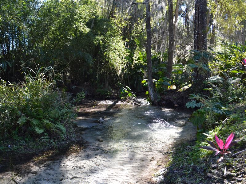 Holiday Spring and Homestead : Yalaha : Lake County : Florida