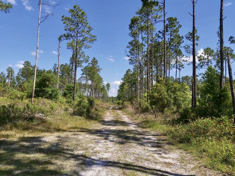 Magnificent Lot Near St Johns River : Palatka : Putnam County : Florida