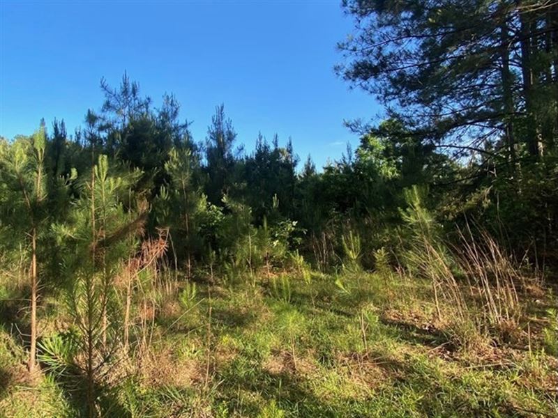 8 Acres Land for Sale Bogue Chitto : Summit : Lincoln County : Mississippi