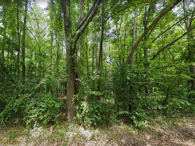 Acreage, Many Possibilities : Wedgefield : Sumter County : South Carolina