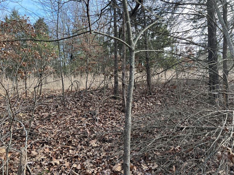 Treed 0.3 Acre in AR Only $75/Mo : Horseshoe Bend : Izard County : Arkansas