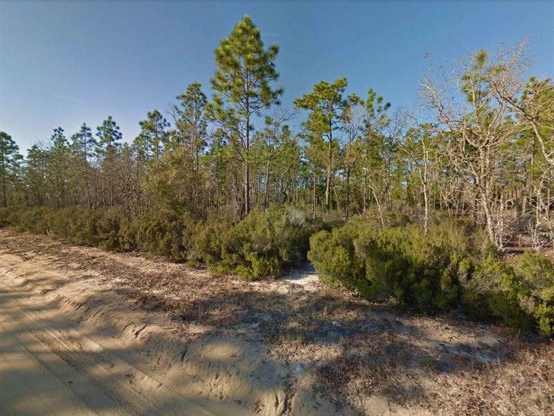 .22 Acre in Interlachen, $200/Month : Interlachen : Putnam County : Florida