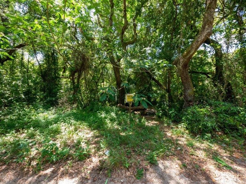 Are You Tired of Hustle and Bustle : Umatilla : Marion County : Florida