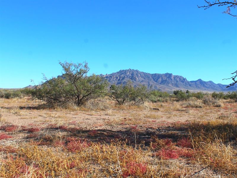 Escape The Urban Jungle, $100/Mo : Deming : Luna County : New Mexico