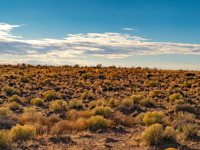 1.16 Acres AZ Bliss : Chambers : Apache County : Arizona