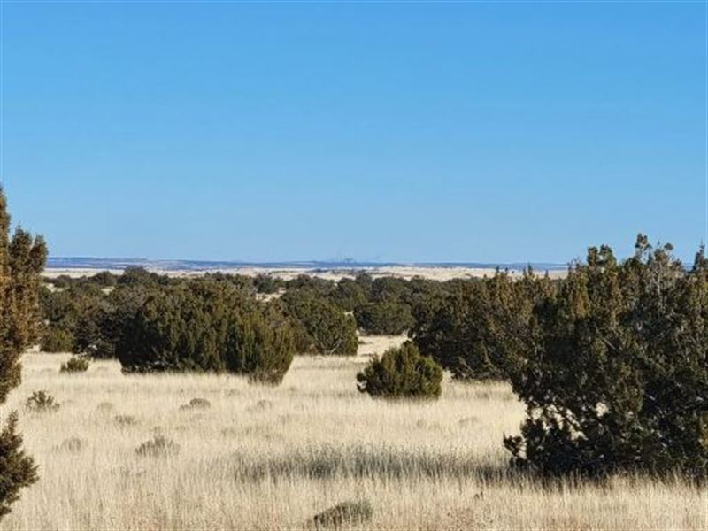 Have Some Fun in The Desert : Concho : Apache County : Arizona
