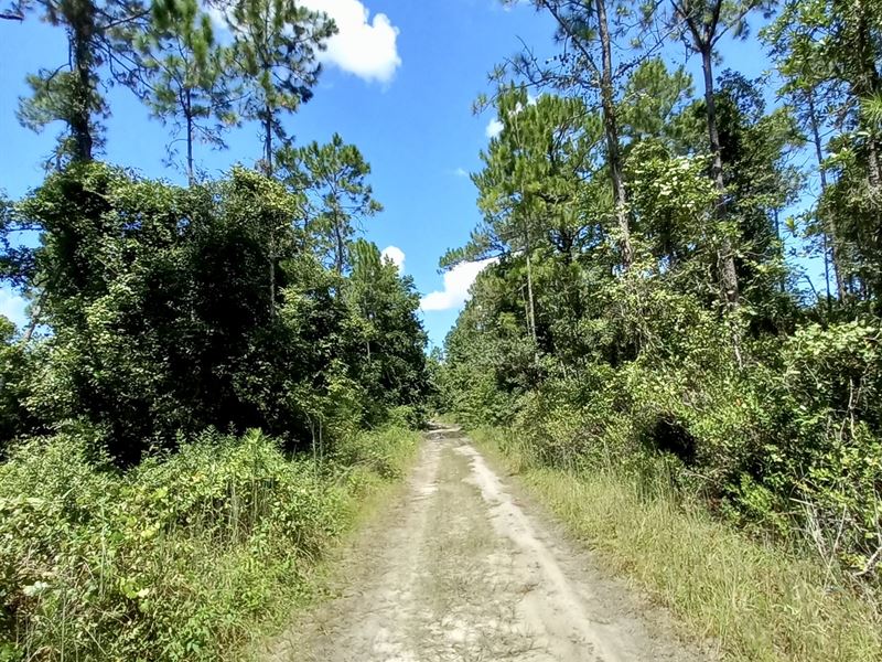 Loosely Wooded Lot, $122/Month : Satsuma : Putnam County : Florida