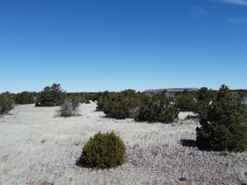 Blue Skies with Peace and Quiet : Concho : Apache County : Arizona