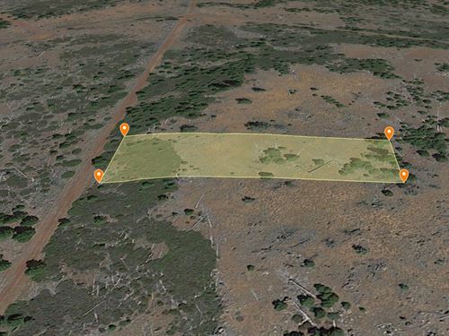 Northern California Pine in Modoc : California Pines : Modoc County : California