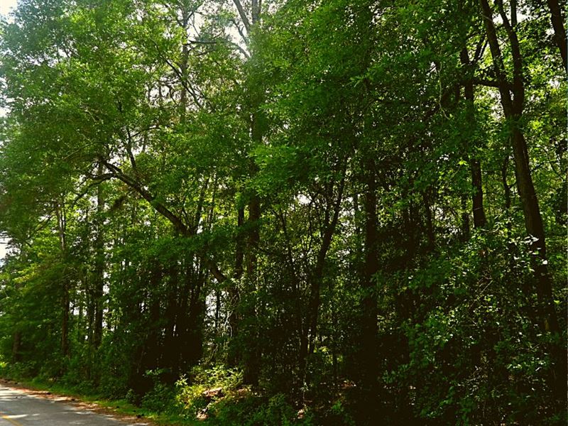 .59 Acre Only 2 Min From Lenox : Lenox : Cook County : Georgia