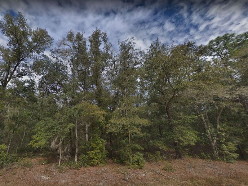 Live The Dream in Putnam County : Florida : Putnam County : Florida