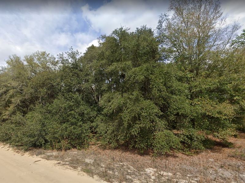 Enjoy Nature on Your Soon-To-Be Lot : Florida : Putnam County : Florida