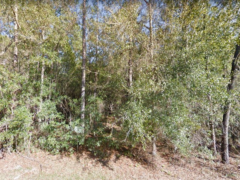 High & Dry, 1.12 Acres : Bronson : Levy County : Florida