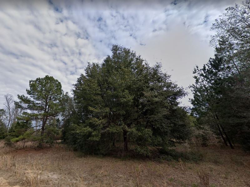 Live Your Dream in Putnam County : Florida : Putnam County : Florida