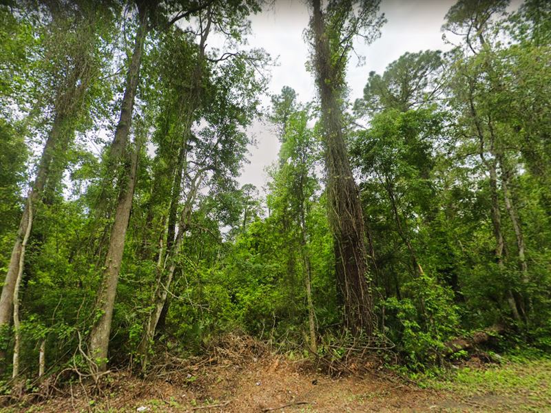 Invest in a Lucrative Venture : Satsuma : Putnam County : Florida