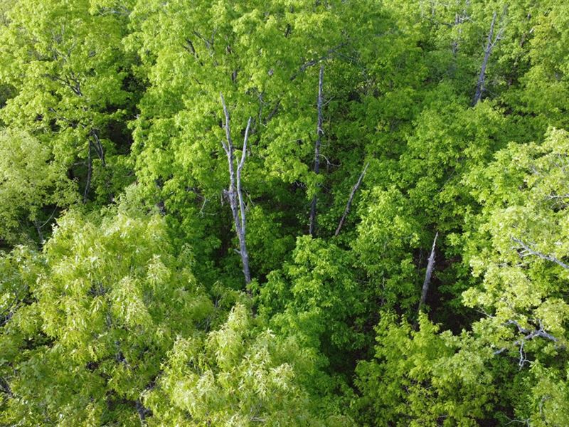 Your Off Grid Haven Awaits in AR : Horseshoe Bend : Izard County : Arkansas