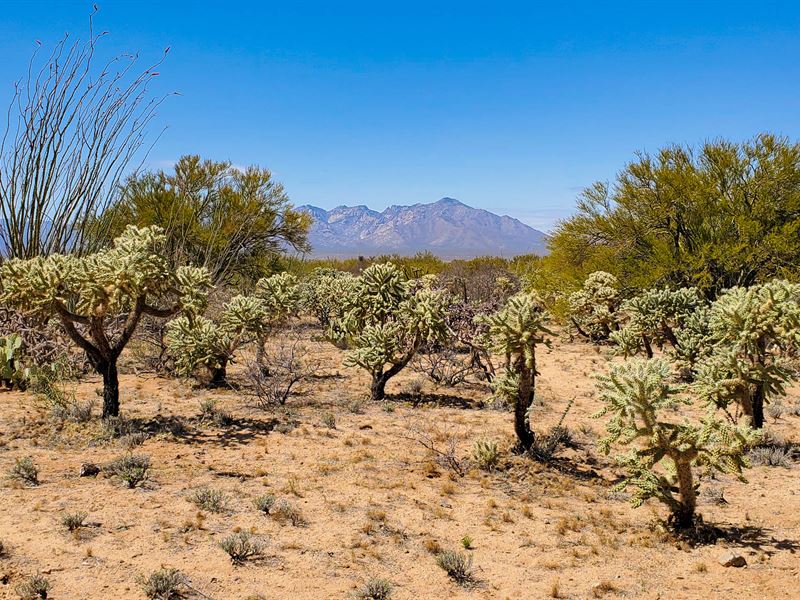 Where Summer Spends The Winter : Tucson : Pima County : Arizona