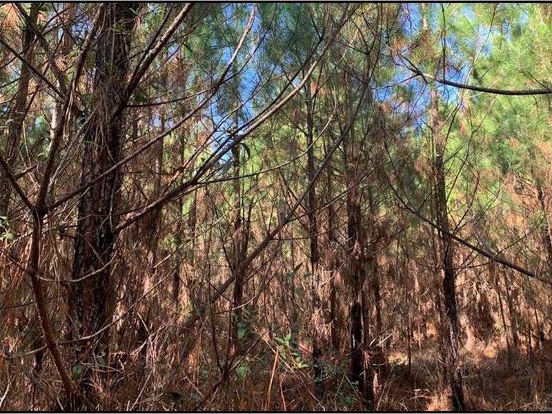 17 Acres in Franklin County in Mead : Meadville : Franklin County : Mississippi