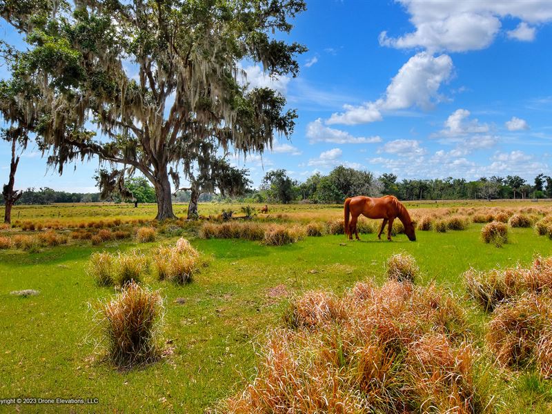 Springhead Ranch Homesites : Plant City : Hillsborough County : Florida