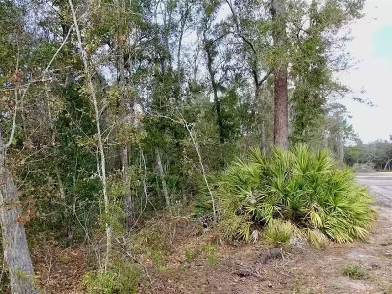 .23 Acre for Sale in Ocklawaha, FL : Ocklawaha : Marion County : Florida